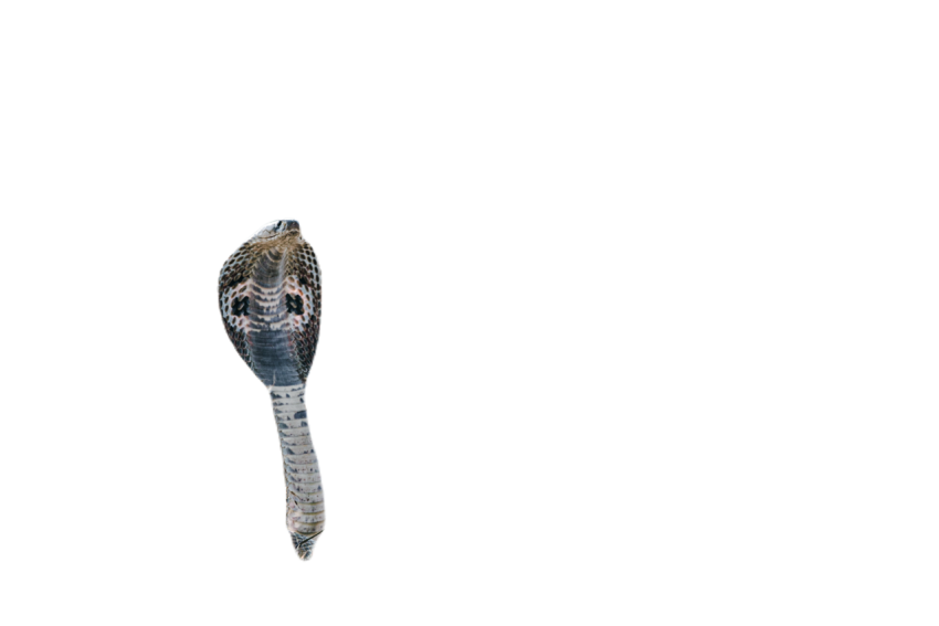 Snake png file free download (frefile com) 52