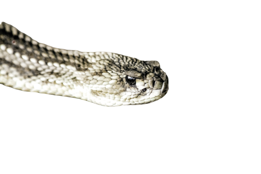 Snake png file free download (frefile com) 57
