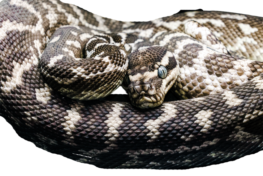 Snake png file free download (frefile com) 60