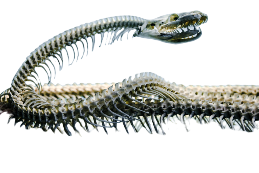 Snake png file free download (frefile com) 62