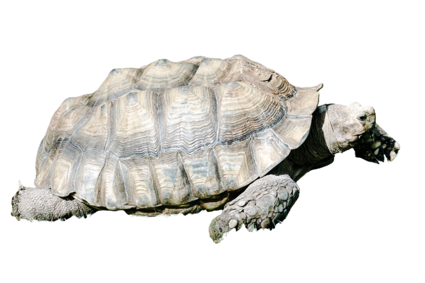 Turtle png file, free download 45