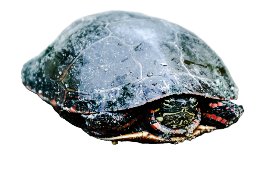 Turtle png file, free download 63
