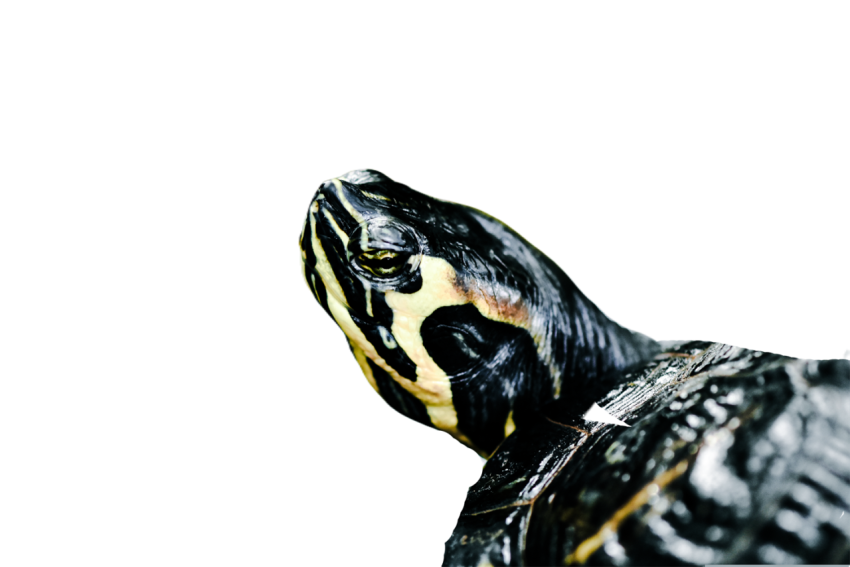 Turtle png file, free download 85