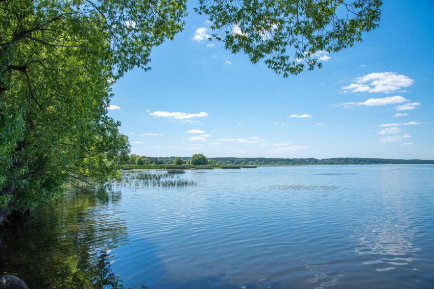 Summer landscape on the lake with trees the conc 2024 12 06 00 14 32 utc