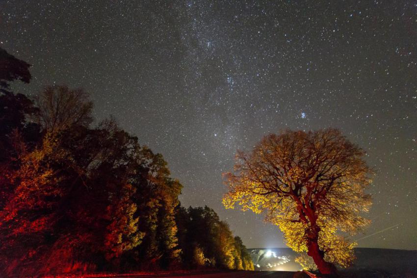 Golden and red trees under black starry sky and br 2024 12 06 01 10 00 utc