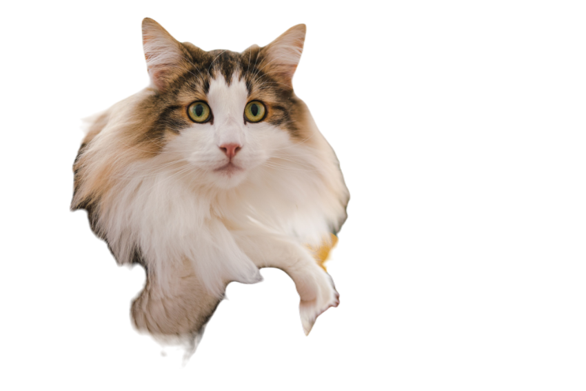 White and gray tabby cat leaning on the armchair a 2023 11 27 04 53 02 utc