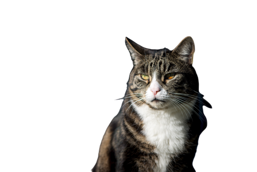 Stylish animal old domestic cat close up of an ado 2023 11 27 05 34 16 utc