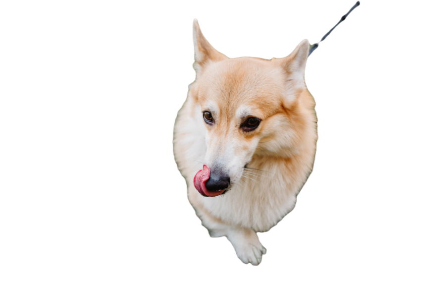 Red cute fluffy corgi dog with big black eyes 2025 01 07 12 22 07 utc