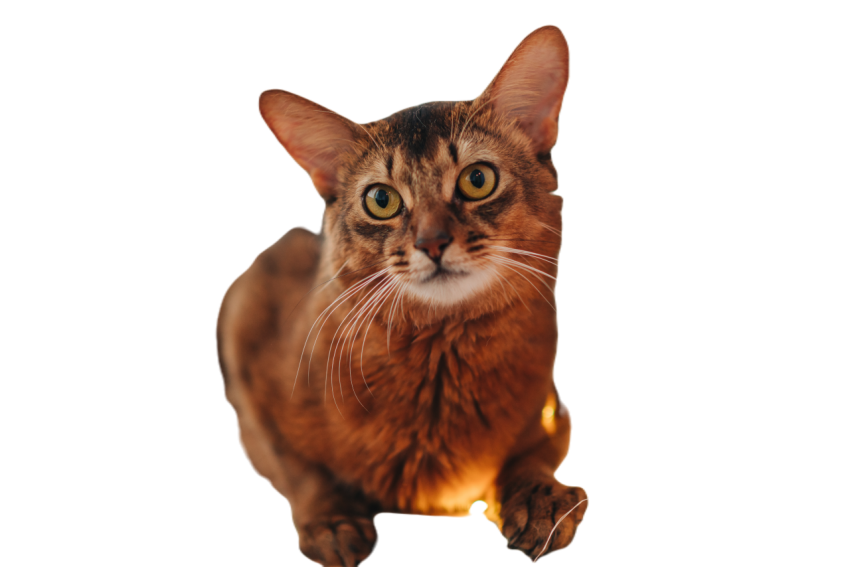 Red cat somali breed at home indoors with christma 2024 10 18 03 42 21 utc