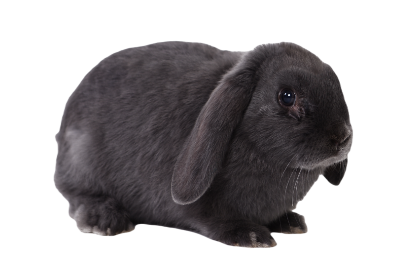 Rabbit 694919