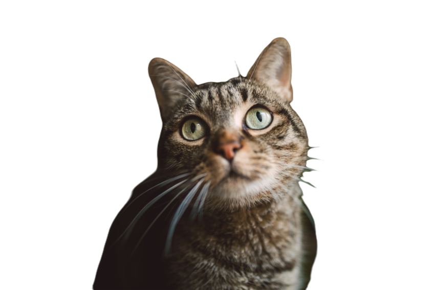 Portrait of tabby cat watching something 2024 09 14 23 27 16 utc