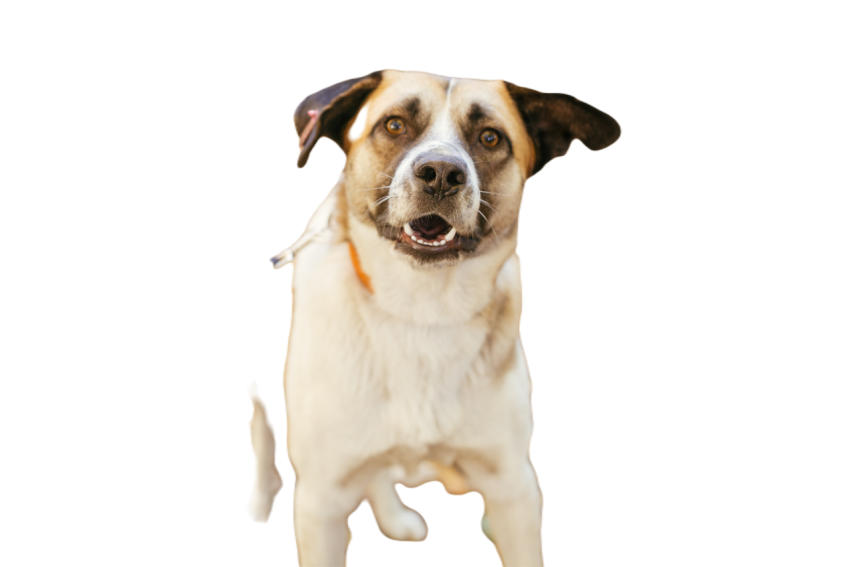Mixed breed yellow brown dog sweet dog in shelter 2023 11 27 05 31 24 utc