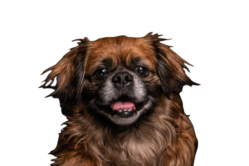 Little angry dog sitting in studio 2023 11 27 05 16 42 utc