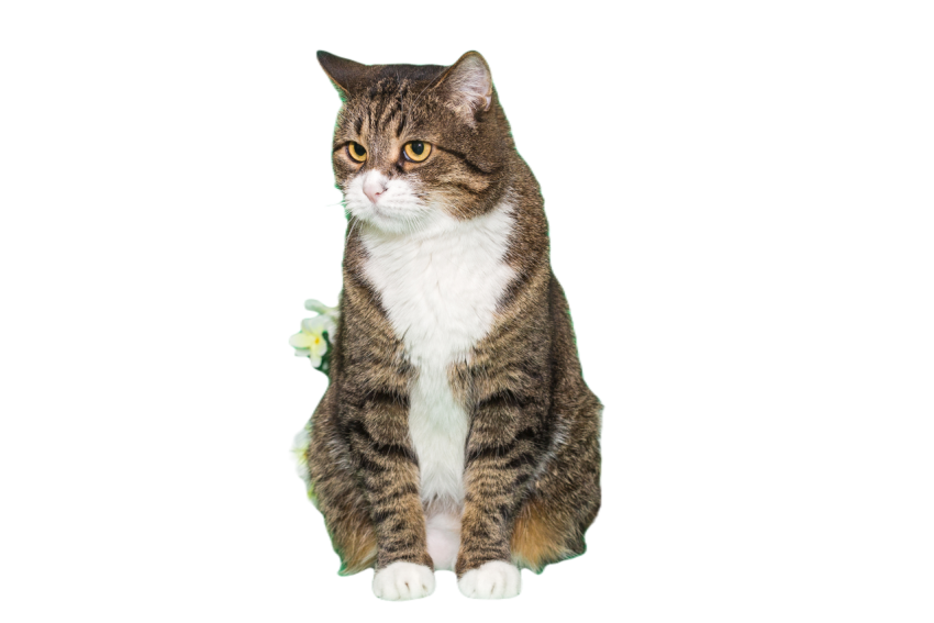 Grey cat on a green background 2023 11 27 05 29 37 utc
