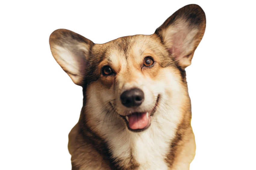 Cute pembroke welsh corgi dog 2024 11 19 12 50 47 utc