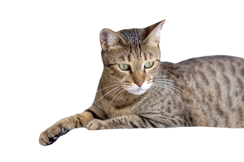 Cute oriental cat at home animal portrait 2023 11 27 05 13 39 utc