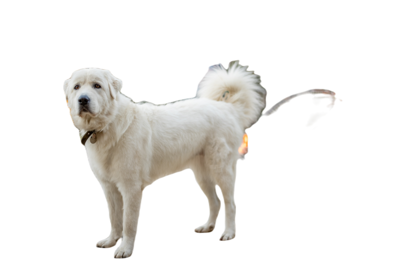 Cute dog at beautiful garden 2023 11 27 05 13 13 utc