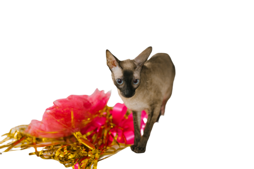 Cornish rex the cat near the balloon for the birth 2023 11 27 05 32 49 utc
