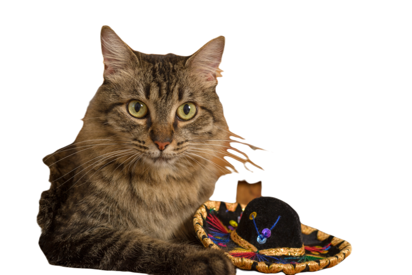 Cat wearing mexican hat rustic wooden background 2024 04 08 18 07 18 utc