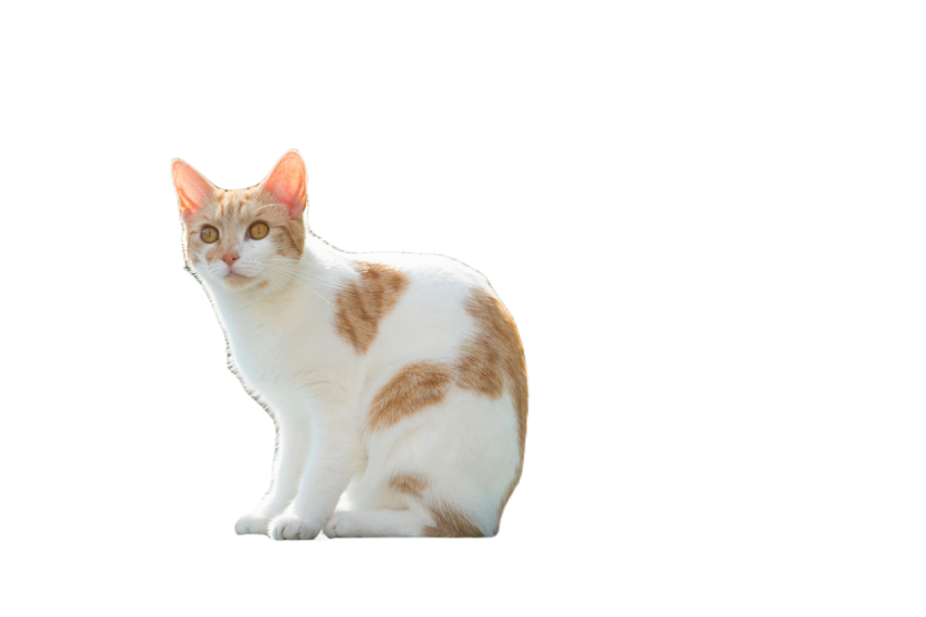 Cat sitting on stone wall 2024 12 10 20 55 58 utc