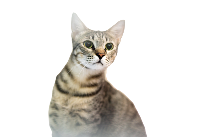 Cat in the daycare 2023 11 27 04 58 09 utc