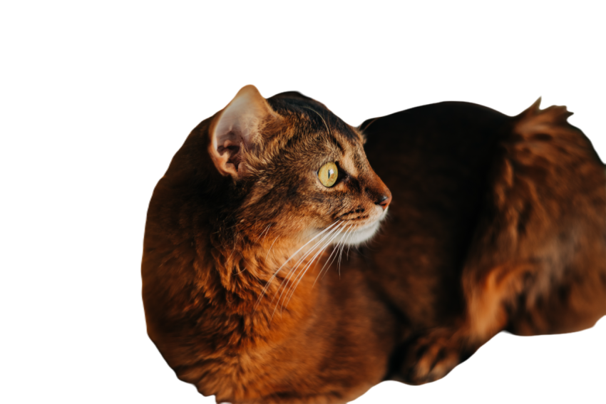 A red fluffy cute cat sitting on the table with ch 2024 10 15 01 15 23 utc