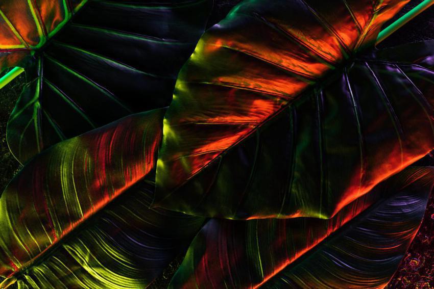 Full frame image of beautiful palm leaves with red 2024 11 18 15 37 55 utc
