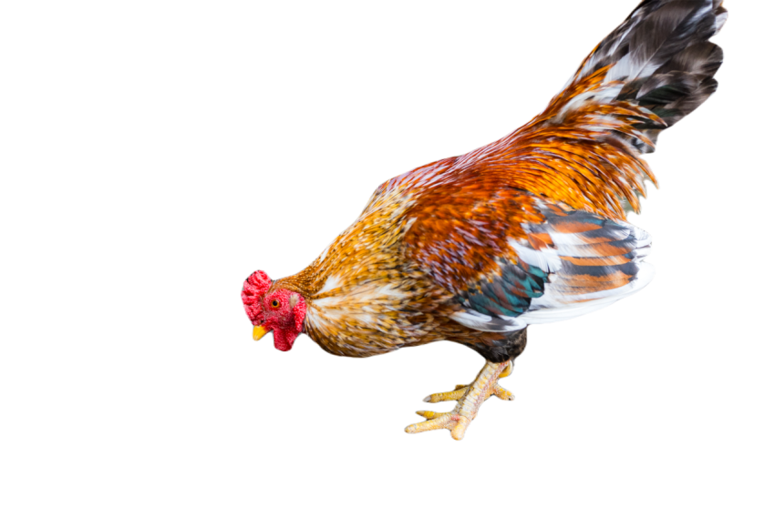 Chicken at the outdoor park 2024 03 21 19 35 14 utc