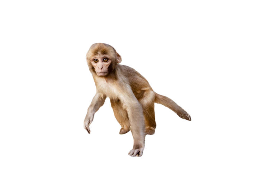 Closeup shot of a baby monkey standing on the grou 2023 11 27 05 15 05 utc