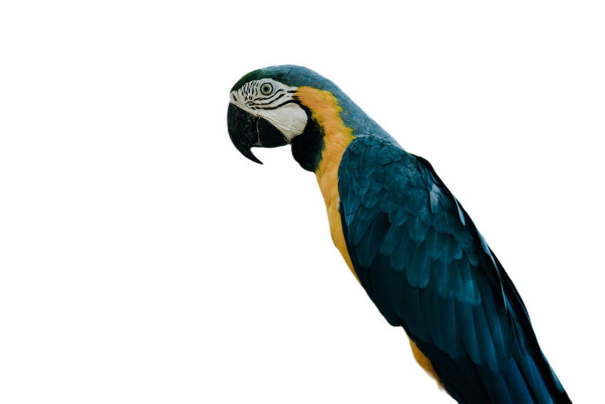 Parrots in the world png file 104