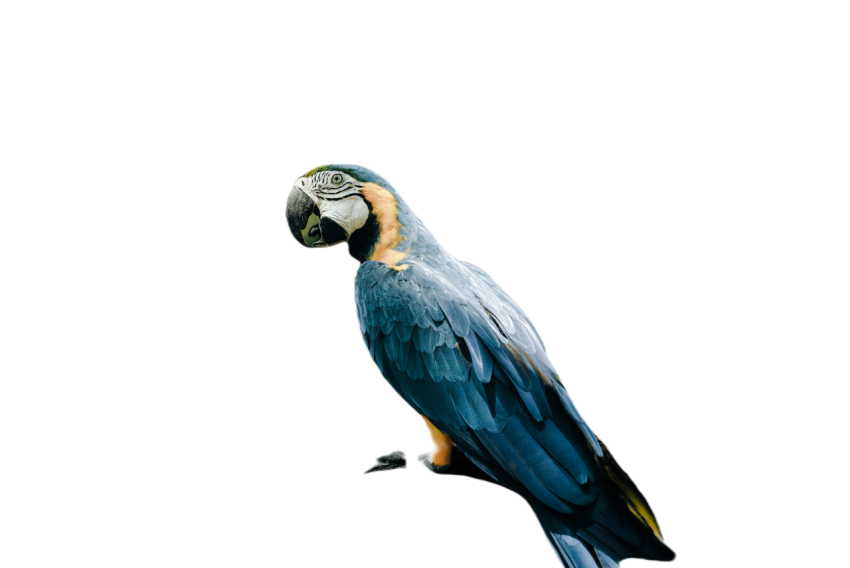 Parrots in the world png file 105