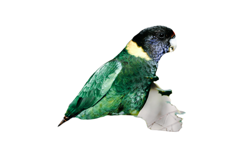 Parrots in the world png file 144