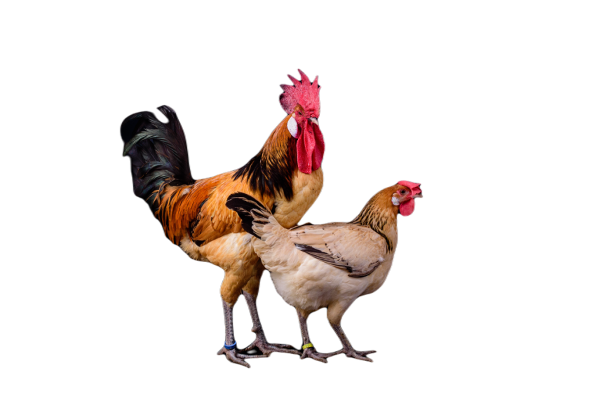 Selective focus of a cock and a hen isolated on a 2023 11 27 05 08 21 utc