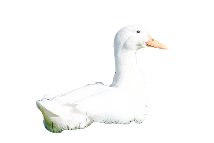 Duck png file, animal free download (frefile com) 6