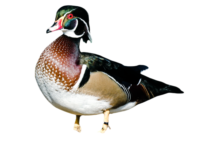 Duck png file, animal free download (frefile com) 68