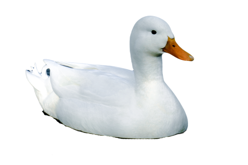 Duck png file, animal free download (frefile com) 79