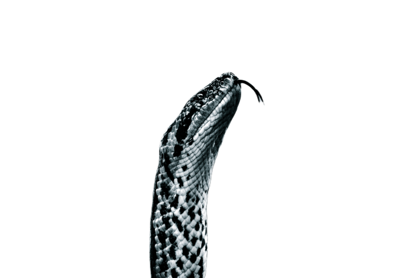 Snake png file free download (frefile com) 30