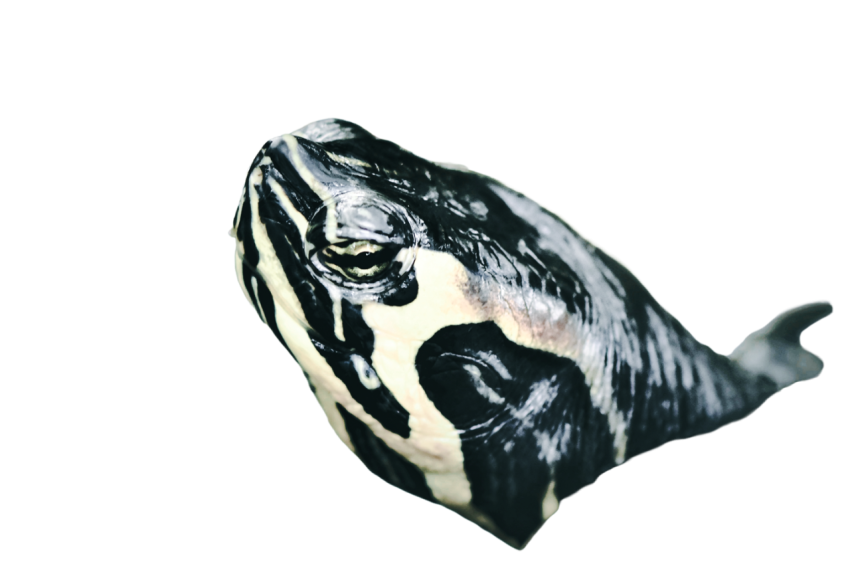 Turtle png file, free download 16