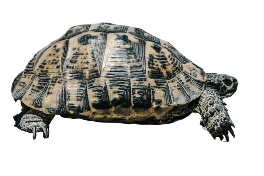 Turtle png file, free download 49