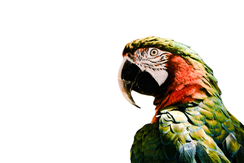 Parrots in the world png file 46