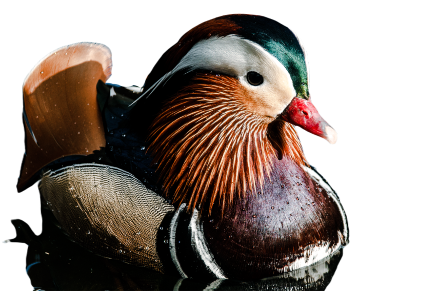 Duck png file, animal free download (frefile com) 36