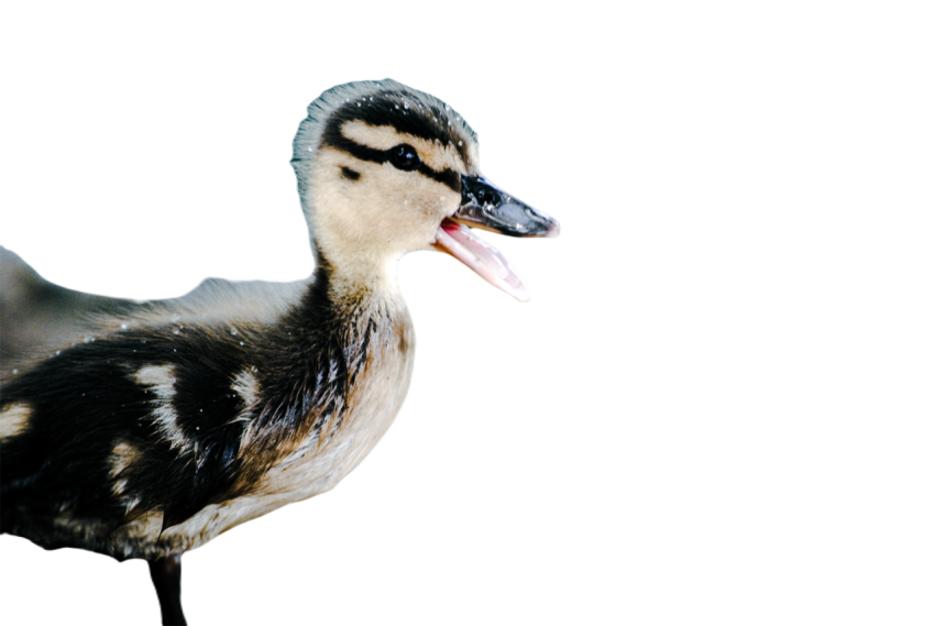 Duck png file, animal free download (frefile com) 22