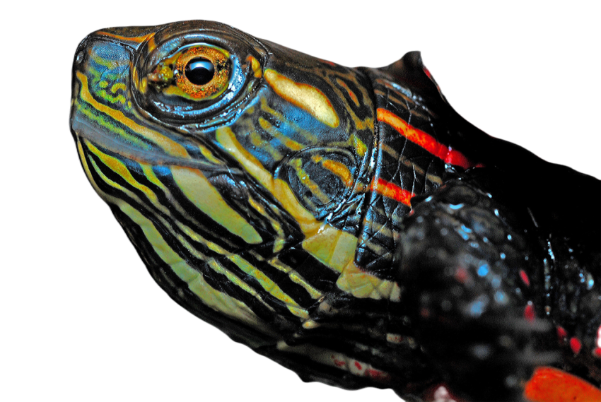 Painted turtle 565974