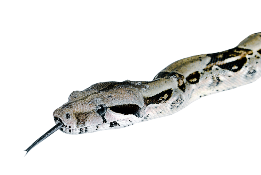 Snake png file free download (frefile com) 35