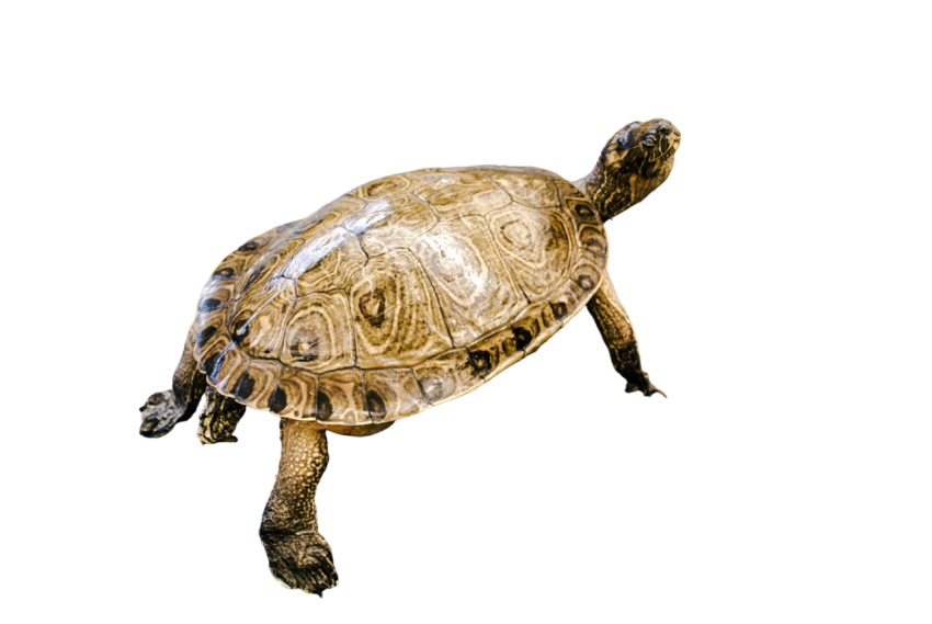 Turtle png file, free download 25