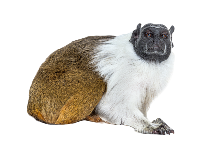 Pied tamarin saguinus bicolor isolated on white 2024 09 27 01 13 35 utc