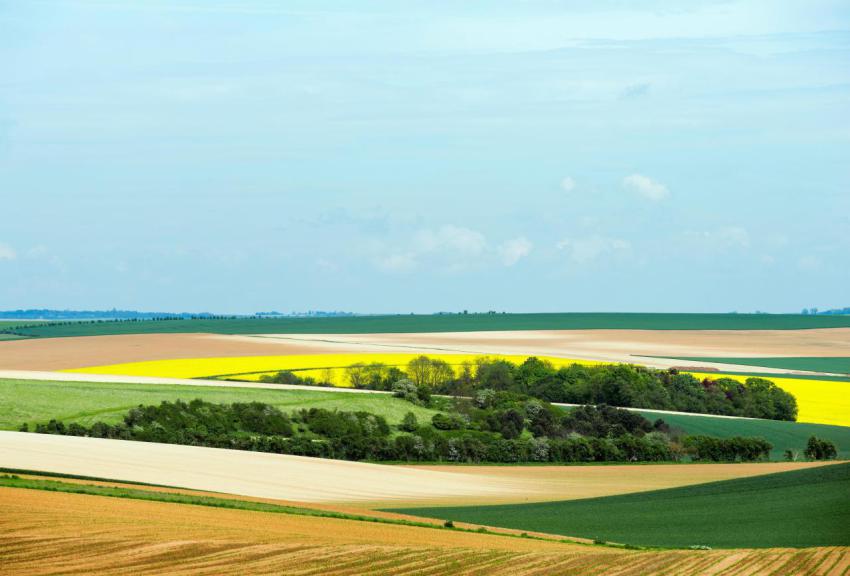 Trees and crops under blue sky 2023 11 27 05 07 19 utc