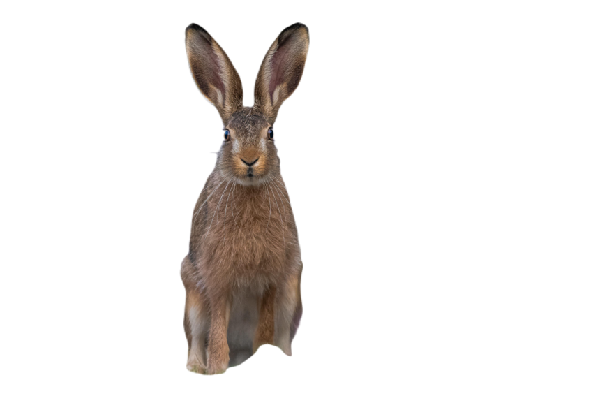Rabbit 6063733
