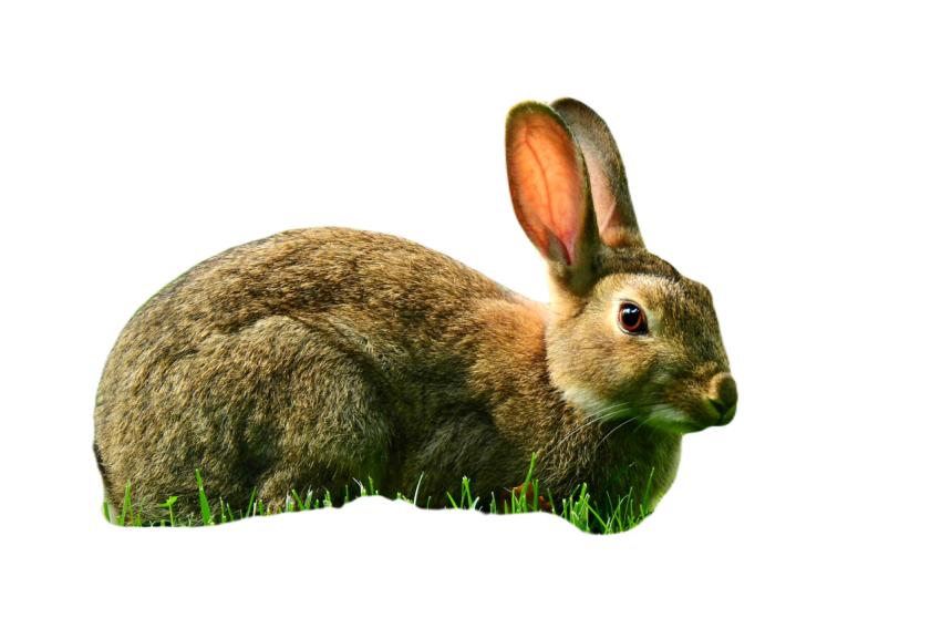 Rabbit 5449042