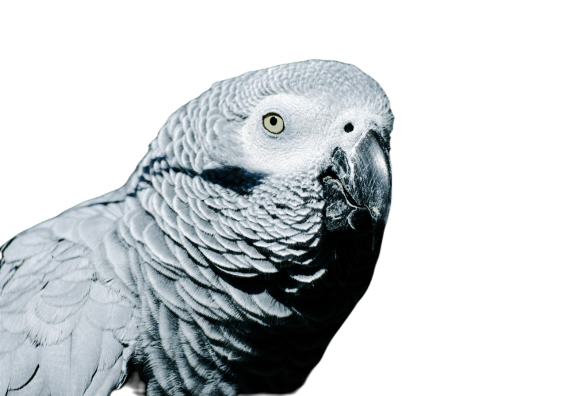 Parrots in the world png file 58